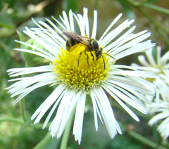 Neocorynura