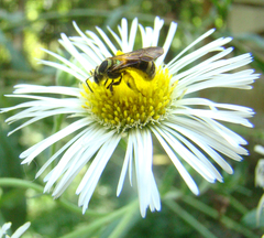 Neocorynura