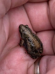Cacosternum boettgeri