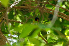 Symposiachrus trivirgatus