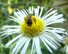 Neocorynura