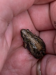 Cacosternum boettgeri