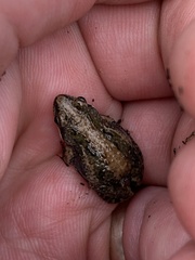 Cacosternum boettgeri