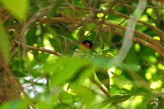 Symposiachrus trivirgatus