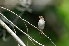 Ramsayornis modestus