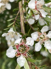 Leptospermum lanigerum