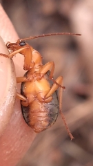 Brachinus