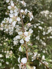 Leptospermum lanigerum