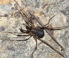 Protolophus niger