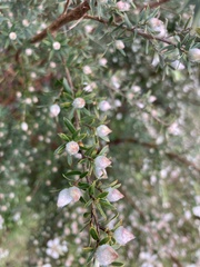 Leptospermum lanigerum