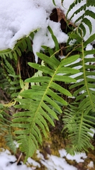 Polypodium
