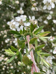 Leptospermum lanigerum