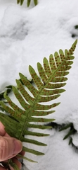 Polypodium