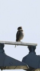 Buteo jamaicensis