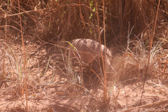 Euphractus sexcinctus