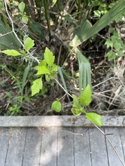 Crataegus aestivalis