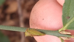 Stictocephala militaris