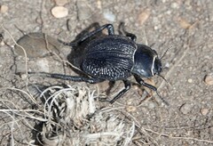 Nyctelia multicristrata