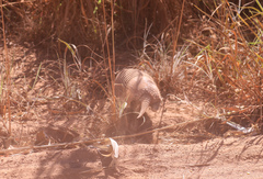 Euphractus sexcinctus