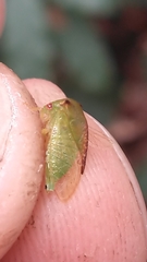 Stictocephala militaris