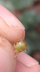 Stictocephala militaris