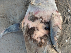 Arctocephalus australis