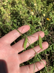 Vicia acutifolia