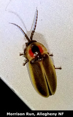 Photinus pyralis