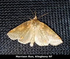 Renia discoloralis