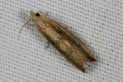 Bactra priapeia