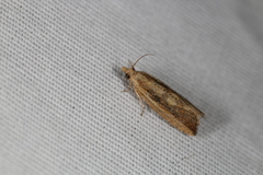 Bactra priapeia