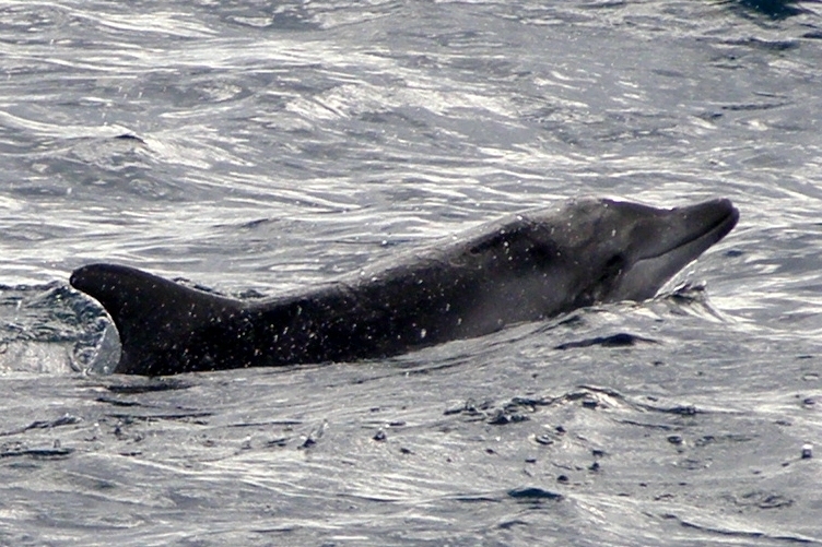 Rough-toothed dolphin surfacing with long sloping forehead