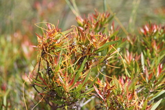 Cassytha ciliolata