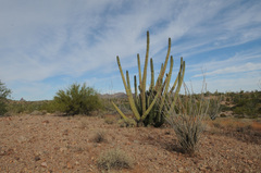 Stenocereus thurberi