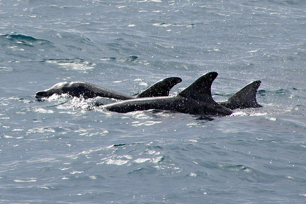 Group of rough-toothed dolphins swimming side by side