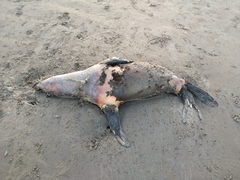 Arctocephalus australis