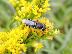 Hedriodiscus truquii