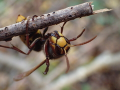 Vespa crabro