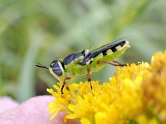 Hedriodiscus truquii