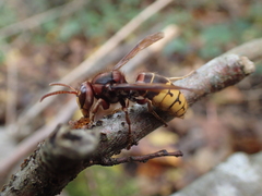 Vespa crabro