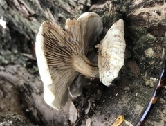 Cyclocybe aegerita