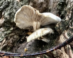 Cyclocybe aegerita