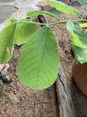 Friesodielsia