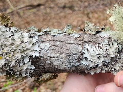 Parmotrema perforatum