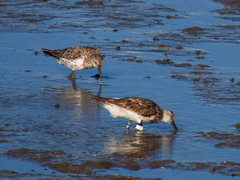 Calidris tenuirostris