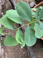 Friesodielsia