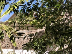 Halcyon leucocephala