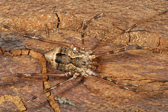 Hadrobunus maculosus