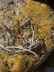 Cladonia scabriuscula