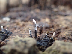 Xylaria hypoxylon